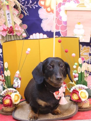 20240128らんちゃん